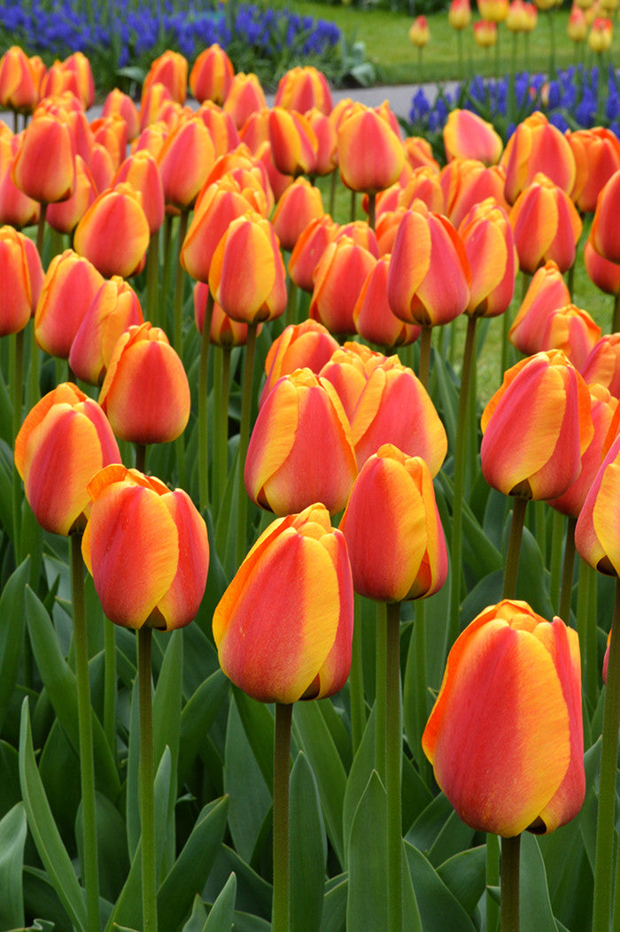 Tulip Bulbs Apeldoorn's Elite Blooms Species Growing Bonsai Roots Rhizomes Corms Tubers Potted Planting Reblooming Fragrant Garden Flower Seeds Plant