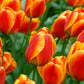 Tulip Bulbs Apeldoorn's Elite Blooms Species Growing Bonsai Roots Rhizomes Corms Tubers Potted Planting Reblooming Fragrant Garden Flower Seeds Plant