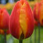 Tulip Bulbs Apeldoorn's Elite Blooms Species Growing Bonsai Roots Rhizomes Corms Tubers Potted Planting Reblooming Fragrant Garden Flower Seeds Plant