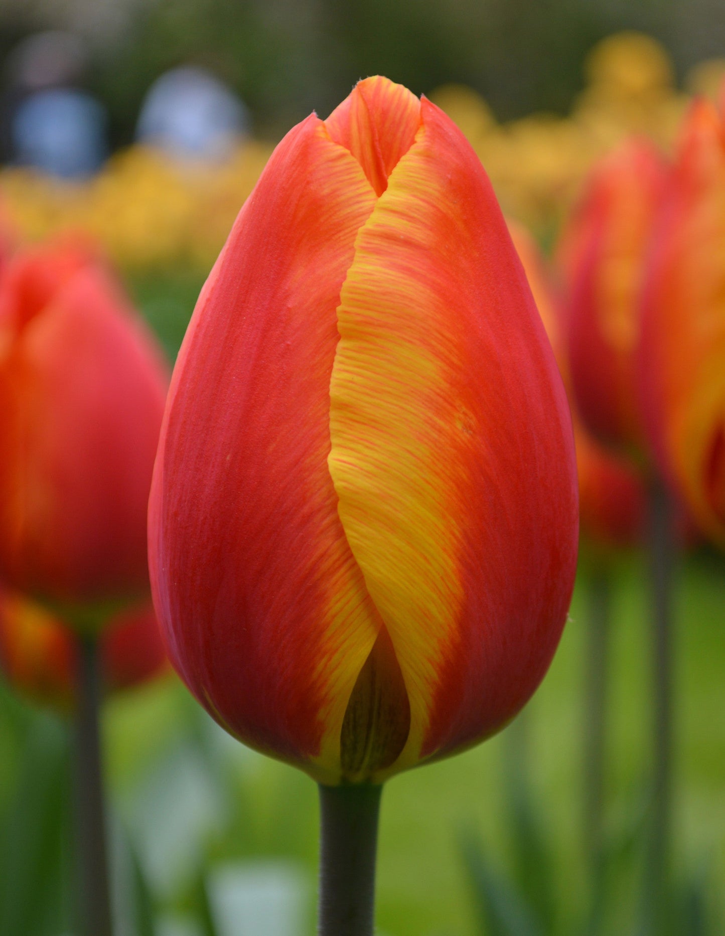 Tulip Bulbs Apeldoorn's Elite Blooms Species Growing Bonsai Roots Rhizomes Corms Tubers Potted Planting Reblooming Fragrant Garden Flower Seeds Plant