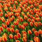 Tulip Bulbs Apeldoorn's Elite Blooms Species Growing Bonsai Roots Rhizomes Corms Tubers Potted Planting Reblooming Fragrant Garden Flower Seeds Plant