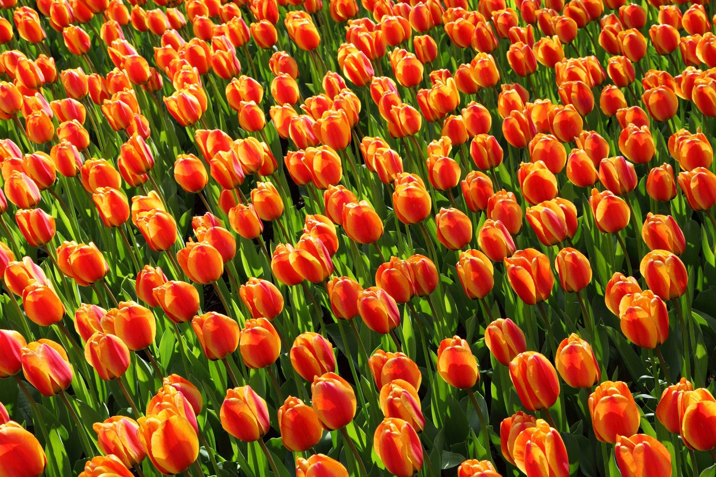 Tulip Bulbs Apeldoorn's Elite Blooms Species Growing Bonsai Roots Rhizomes Corms Tubers Potted Planting Reblooming Fragrant Garden Flower Seeds Plant