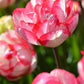 Tulip Bulbs Cartouche Blooms Species Growing Bonsai Roots Rhizomes Corms Tubers Potted Planting Reblooming Fragrant Garden Flower Seeds Plant