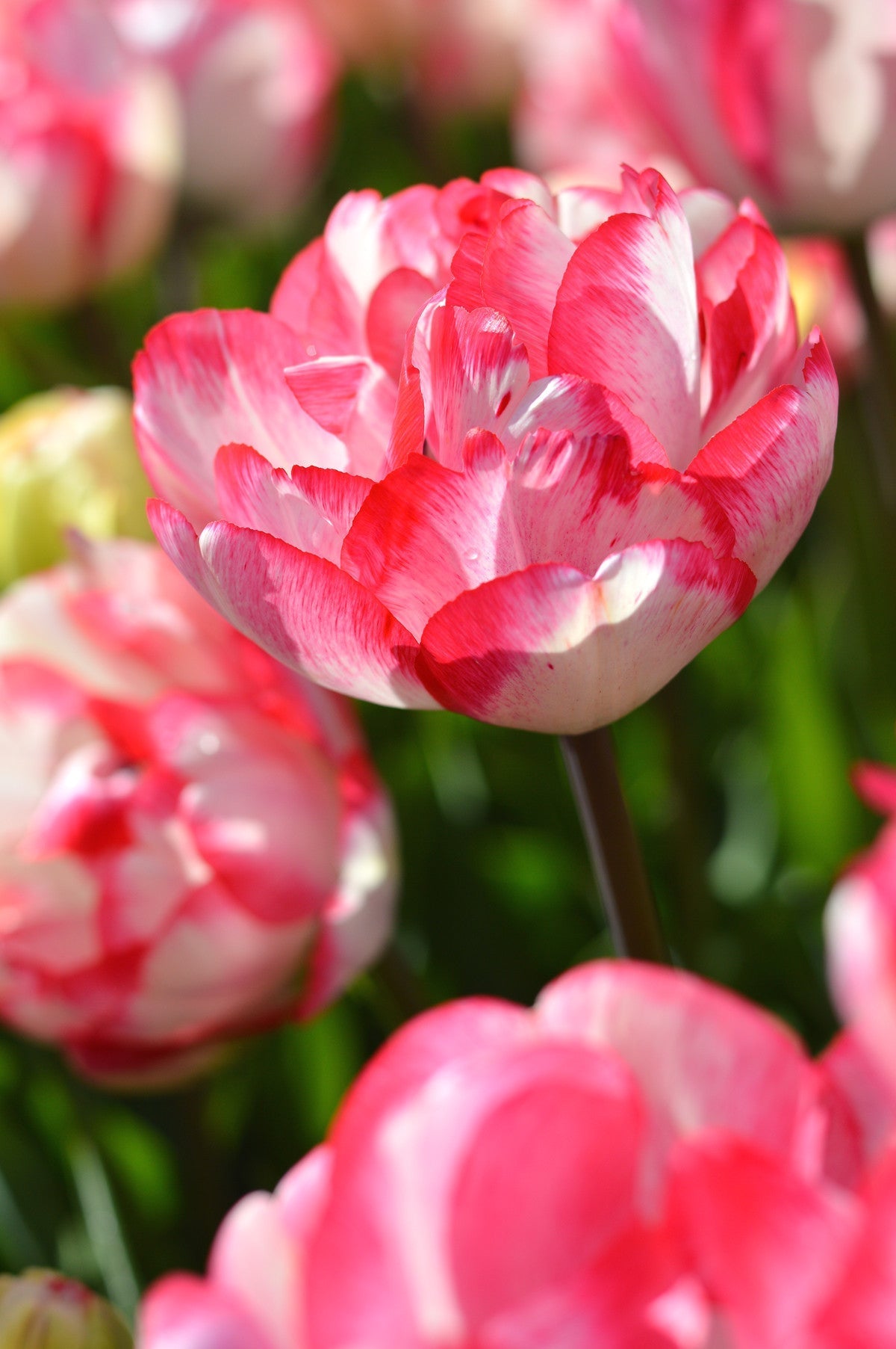 Tulip Bulbs Cartouche Blooms Species Growing Bonsai Roots Rhizomes Corms Tubers Potted Planting Reblooming Fragrant Garden Flower Seeds Plant