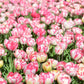 Tulip Bulbs Cartouche Blooms Species Growing Bonsai Roots Rhizomes Corms Tubers Potted Planting Reblooming Fragrant Garden Flower Seeds Plant