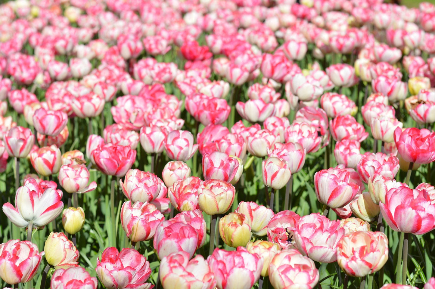 Tulip Bulbs Cartouche Blooms Species Growing Bonsai Roots Rhizomes Corms Tubers Potted Planting Reblooming Fragrant Garden Flower Seeds Plant