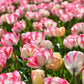 Tulip Bulbs Cartouche Blooms Species Growing Bonsai Roots Rhizomes Corms Tubers Potted Planting Reblooming Fragrant Garden Flower Seeds Plant