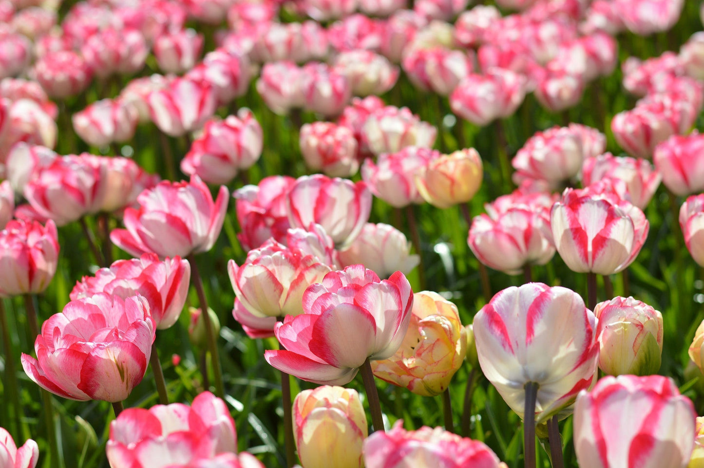 Tulip Bulbs Cartouche Blooms Species Growing Bonsai Roots Rhizomes Corms Tubers Potted Planting Reblooming Fragrant Garden Flower Seeds Plant