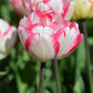 Tulip Bulbs Cartouche Blooms Species Growing Bonsai Roots Rhizomes Corms Tubers Potted Planting Reblooming Fragrant Garden Flower Seeds Plant