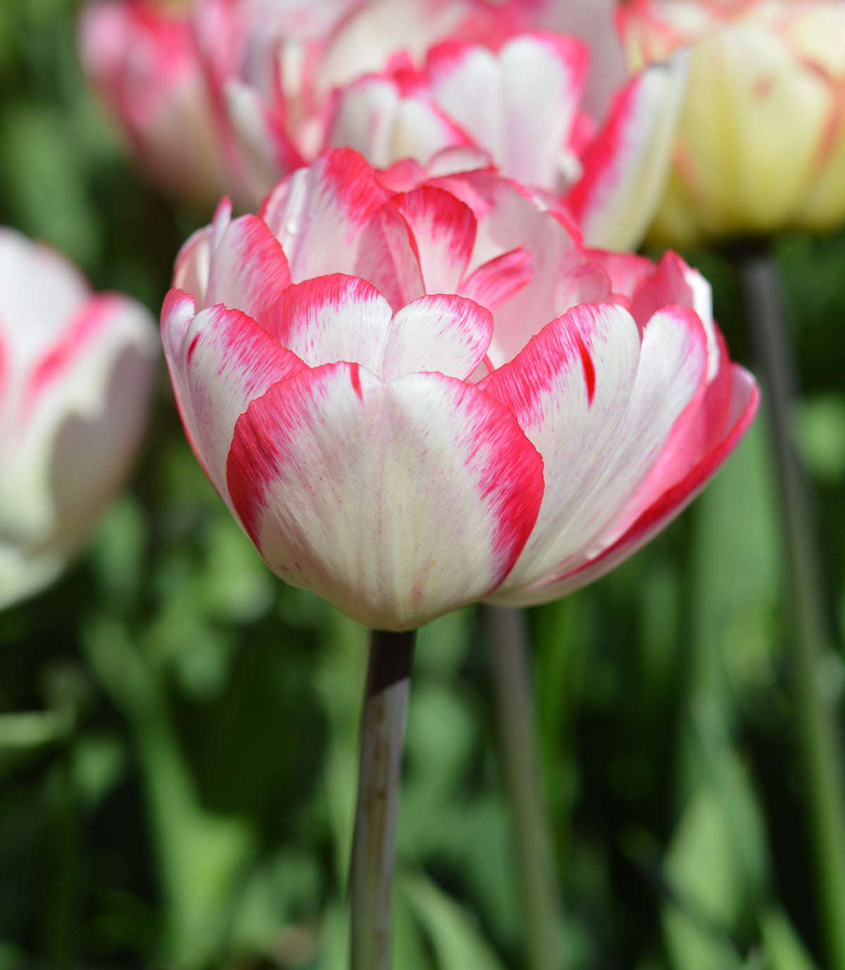 Tulip Bulbs Cartouche Blooms Species Growing Bonsai Roots Rhizomes Corms Tubers Potted Planting Reblooming Fragrant Garden Flower Seeds Plant