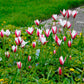 Tulip Bulbs Clusiana Peppermint Stick Blooms Species Growing Bonsai Roots Rhizomes Corms Tubers Potted Planting Reblooming Fragrant Garden Flower Seeds Plant