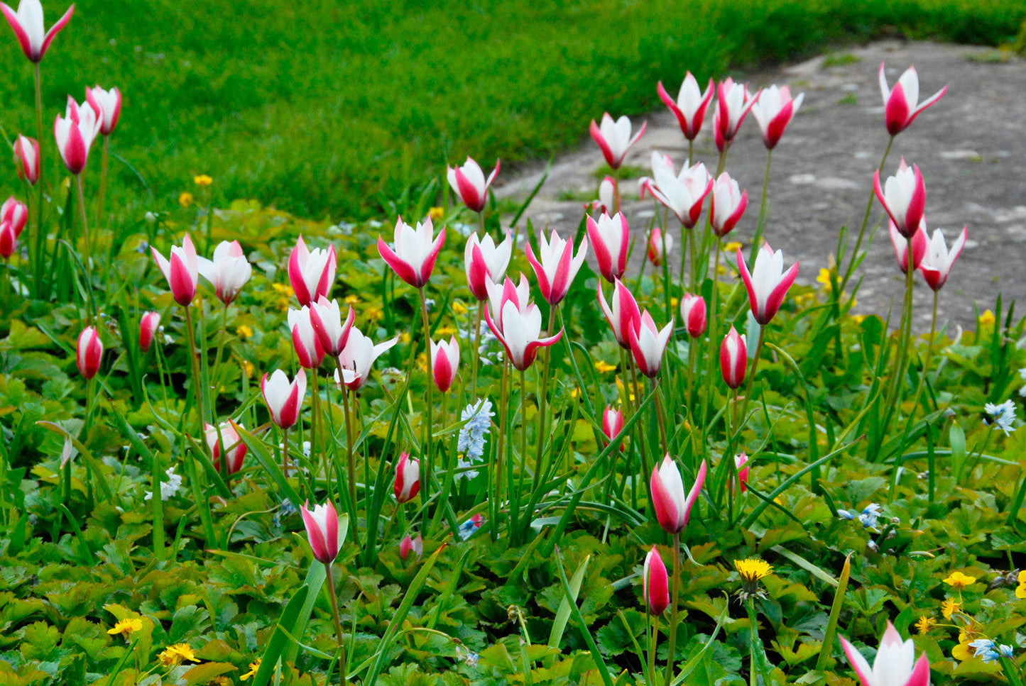 Tulip Bulbs Clusiana Peppermint Stick Blooms Species Growing Bonsai Roots Rhizomes Corms Tubers Potted Planting Reblooming Fragrant Garden Flower Seeds Plant