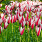 Tulip Bulbs Clusiana Peppermint Stick Blooms Species Growing Bonsai Roots Rhizomes Corms Tubers Potted Planting Reblooming Fragrant Garden Flower Seeds Plant