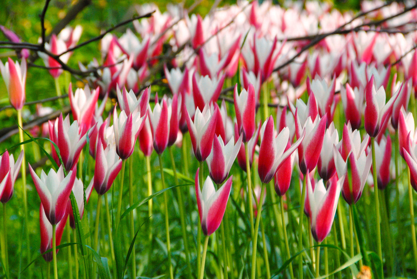 Tulip Bulbs Clusiana Peppermint Stick Blooms Species Growing Bonsai Roots Rhizomes Corms Tubers Potted Planting Reblooming Fragrant Garden Flower Seeds Plant