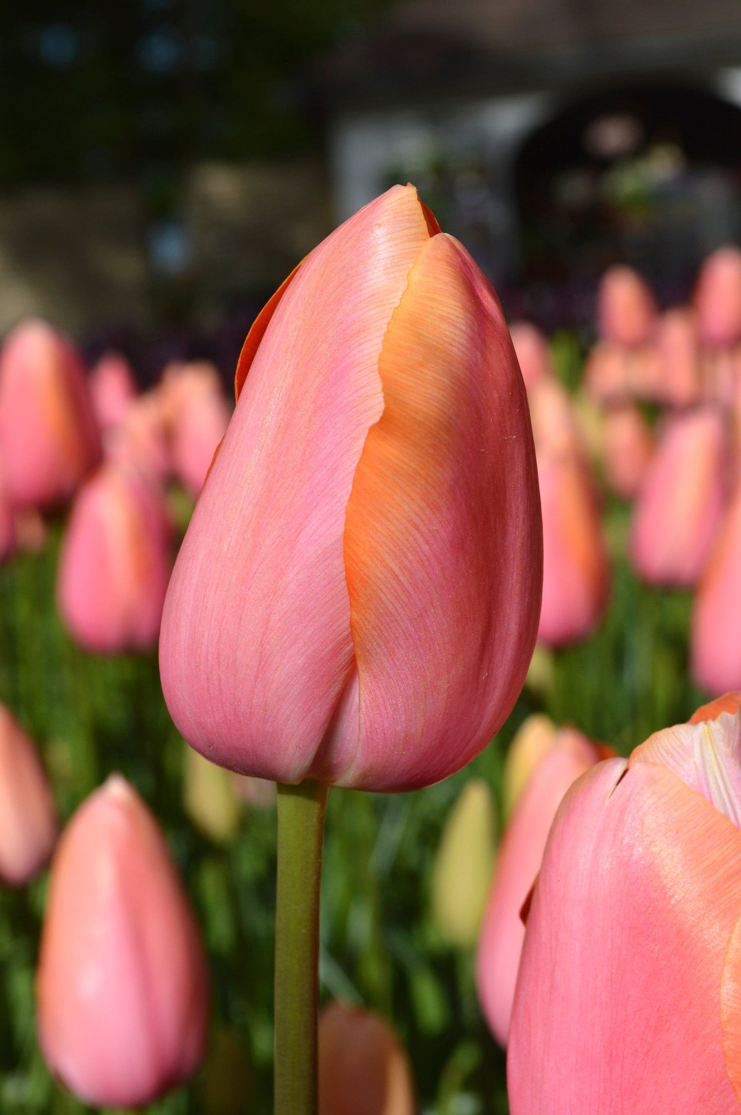 Tulip Bulbs Dordogne Blooms Species Growing Bonsai Roots Rhizomes Corms Tubers Potted Planting Reblooming Fragrant Garden Flower Seeds Plant