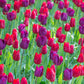 Tulip Bulbs Golden Gate Collection Blooms Species Growing Bonsai Roots Rhizomes Corms Tubers Potted Planting Reblooming Fragrant Garden Flower Seeds Plant