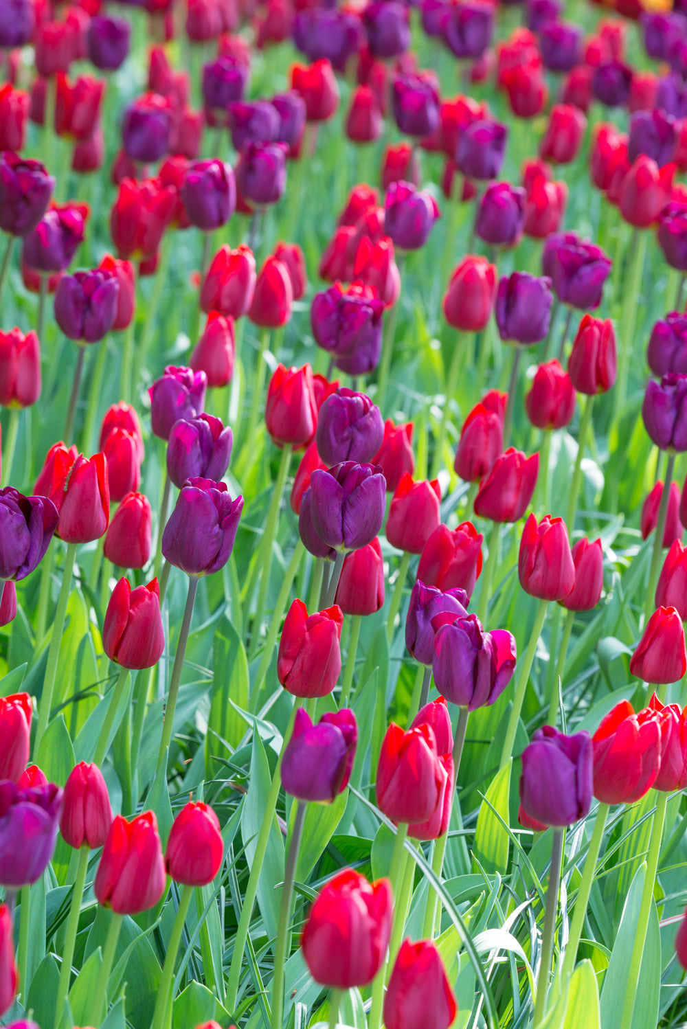 Tulip Bulbs Golden Gate Collection Blooms Species Growing Bonsai Roots Rhizomes Corms Tubers Potted Planting Reblooming Fragrant Garden Flower Seeds Plant