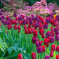 Tulip Bulbs Golden Gate Collection Blooms Species Growing Bonsai Roots Rhizomes Corms Tubers Potted Planting Reblooming Fragrant Garden Flower Seeds Plant