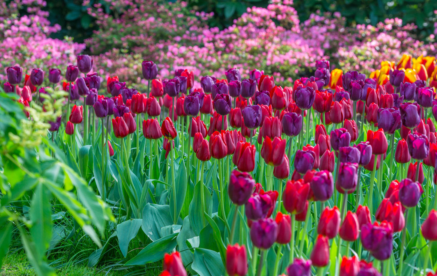 Tulip Bulbs Golden Gate Collection Blooms Species Growing Bonsai Roots Rhizomes Corms Tubers Potted Planting Reblooming Fragrant Garden Flower Seeds Plant