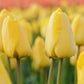 Tulip Bulbs Golden Parade Blooms Species Growing Bonsai Roots Rhizomes Corms Tubers Potted Planting Reblooming Fragrant Garden Flower Seeds Plant
