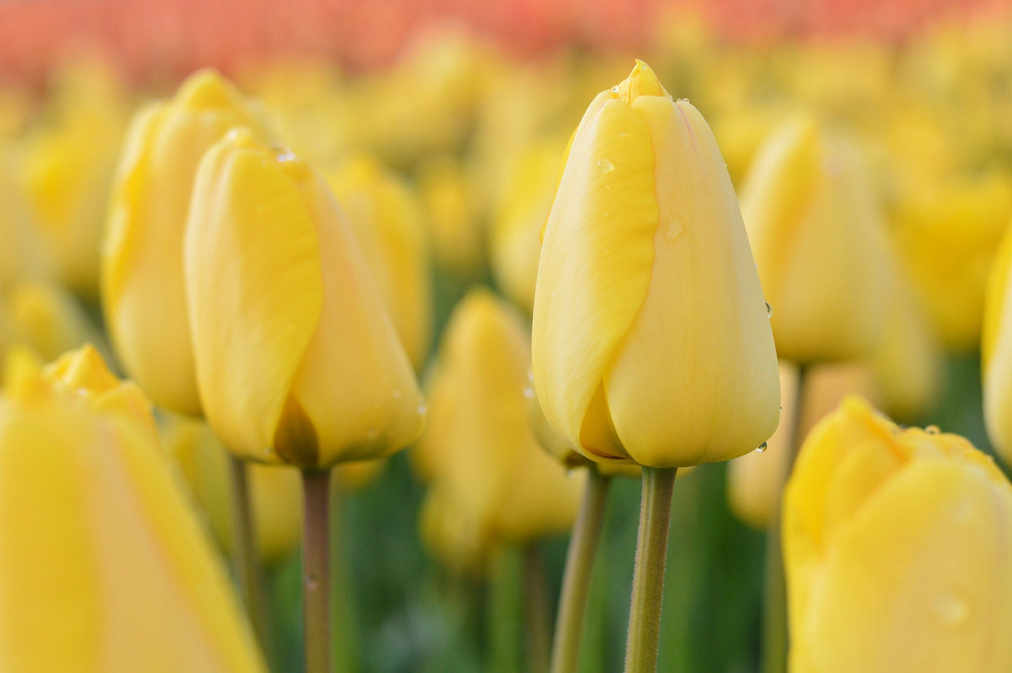 Tulip Bulbs Golden Parade Blooms Species Growing Bonsai Roots Rhizomes Corms Tubers Potted Planting Reblooming Fragrant Garden Flower Seeds Plant