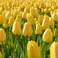 Tulip Bulbs Golden Parade Blooms Species Growing Bonsai Roots Rhizomes Corms Tubers Potted Planting Reblooming Fragrant Garden Flower Seeds Plant