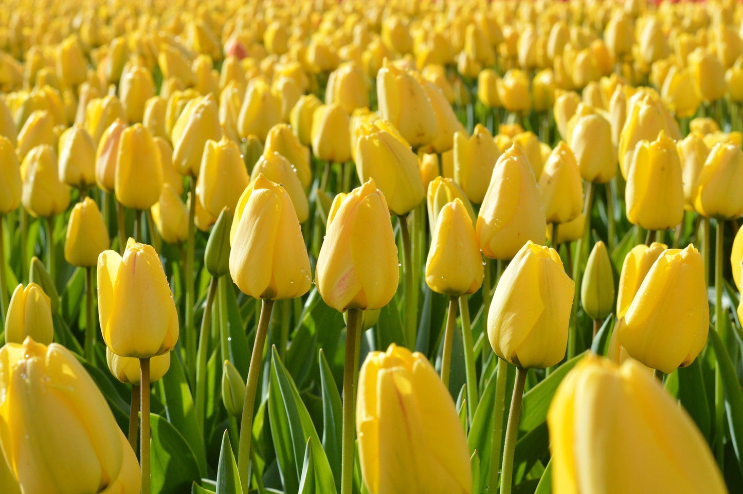 Tulip Bulbs Golden Parade Blooms Species Growing Bonsai Roots Rhizomes Corms Tubers Potted Planting Reblooming Fragrant Garden Flower Seeds Plant