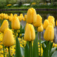 Tulip Bulbs Golden Parade Blooms Species Growing Bonsai Roots Rhizomes Corms Tubers Potted Planting Reblooming Fragrant Garden Flower Seeds Plant