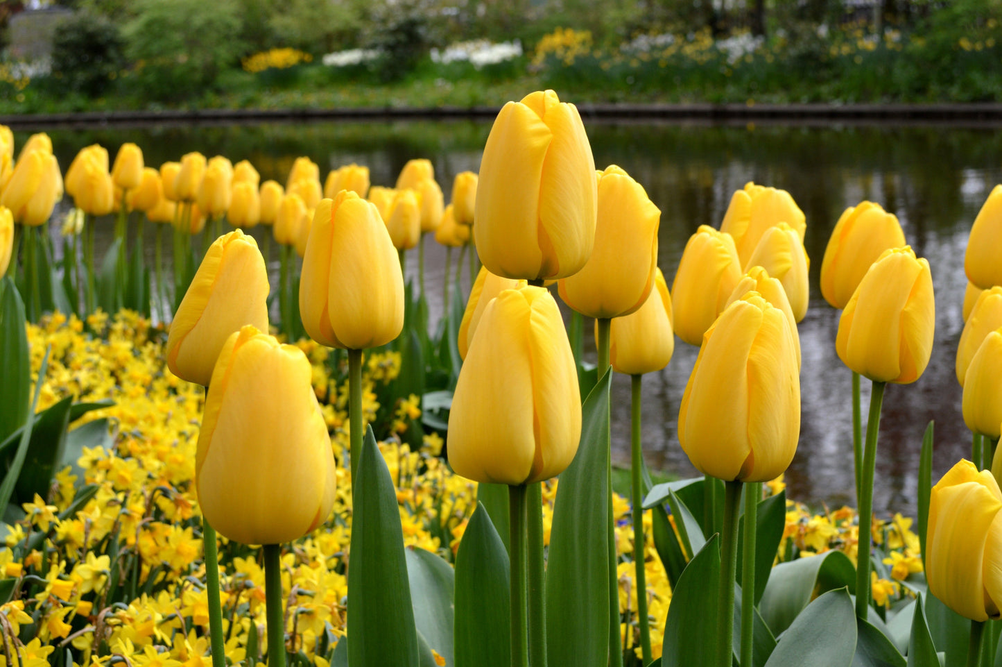 Tulip Bulbs Golden Parade Blooms Species Growing Bonsai Roots Rhizomes Corms Tubers Potted Planting Reblooming Fragrant Garden Flower Seeds Plant