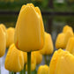 Tulip Bulbs Golden Parade Blooms Species Growing Bonsai Roots Rhizomes Corms Tubers Potted Planting Reblooming Fragrant Garden Flower Seeds Plant