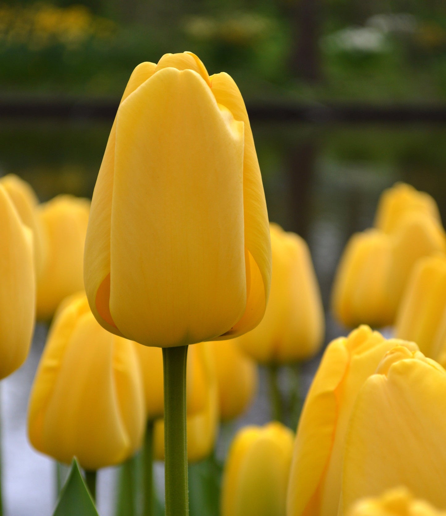 Tulip Bulbs Golden Parade Blooms Species Growing Bonsai Roots Rhizomes Corms Tubers Potted Planting Reblooming Fragrant Garden Flower Seeds Plant