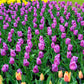 Tulip Bulbs Magic Lavender Blooms Species Growing Bonsai Roots Rhizomes Corms Tubers Potted Planting Reblooming Fragrant Garden Flower Seeds Plant