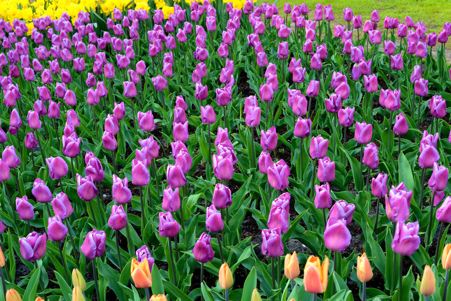 Tulip Bulbs Magic Lavender Blooms Species Growing Bonsai Roots Rhizomes Corms Tubers Potted Planting Reblooming Fragrant Garden Flower Seeds Plant