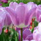 Tulip Bulbs Magic Lavender Blooms Species Growing Bonsai Roots Rhizomes Corms Tubers Potted Planting Reblooming Fragrant Garden Flower Seeds Plant