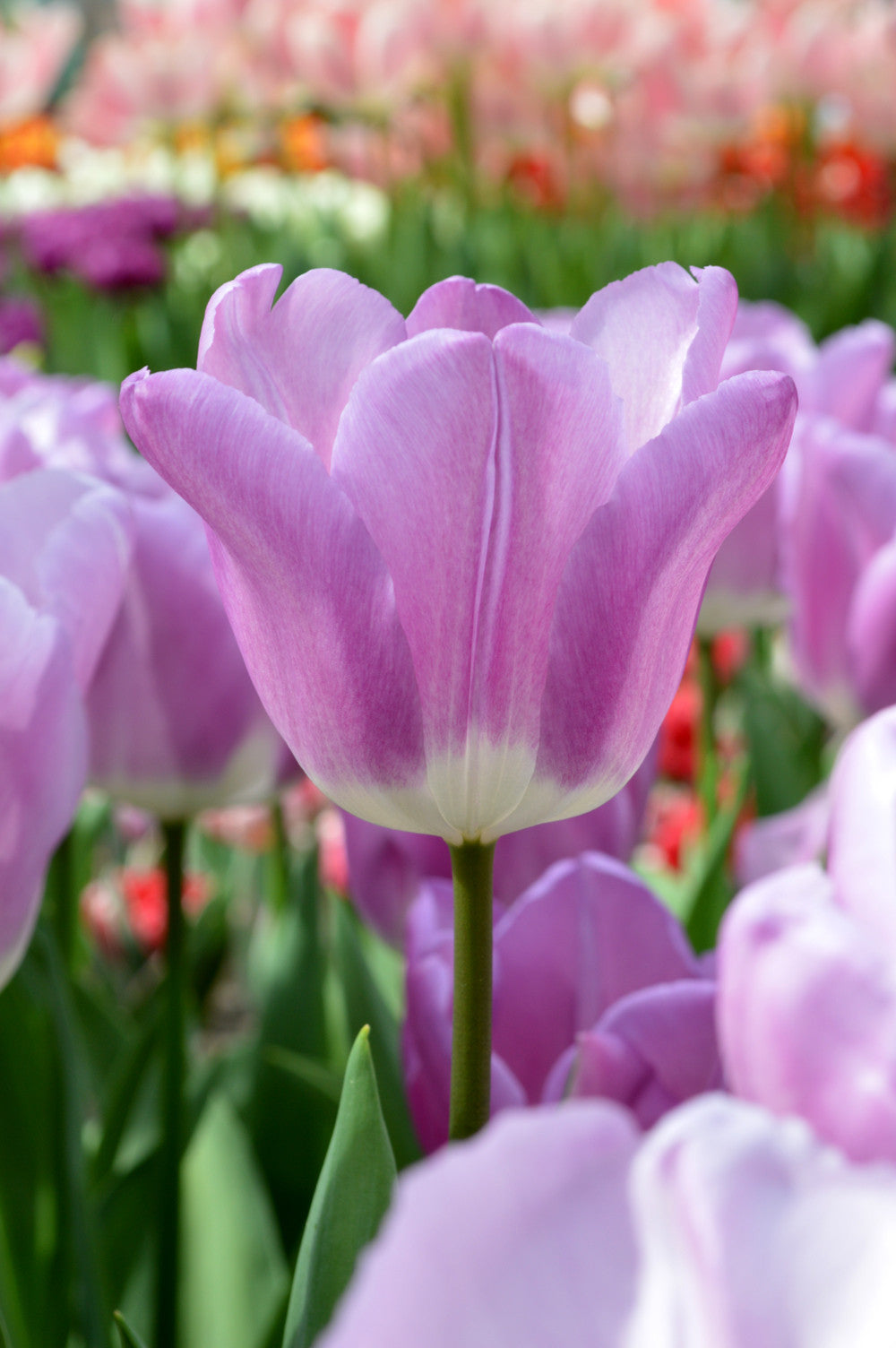 Tulip Bulbs Magic Lavender Blooms Species Growing Bonsai Roots Rhizomes Corms Tubers Potted Planting Reblooming Fragrant Garden Flower Seeds Plant