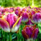 Tulip Bulbs Bulbs Miami Sunset Blooms Species Growing Bonsai Roots Rhizomes Corms Tubers Potted Planting Reblooming Fragrant Garden Flower Seeds Plant