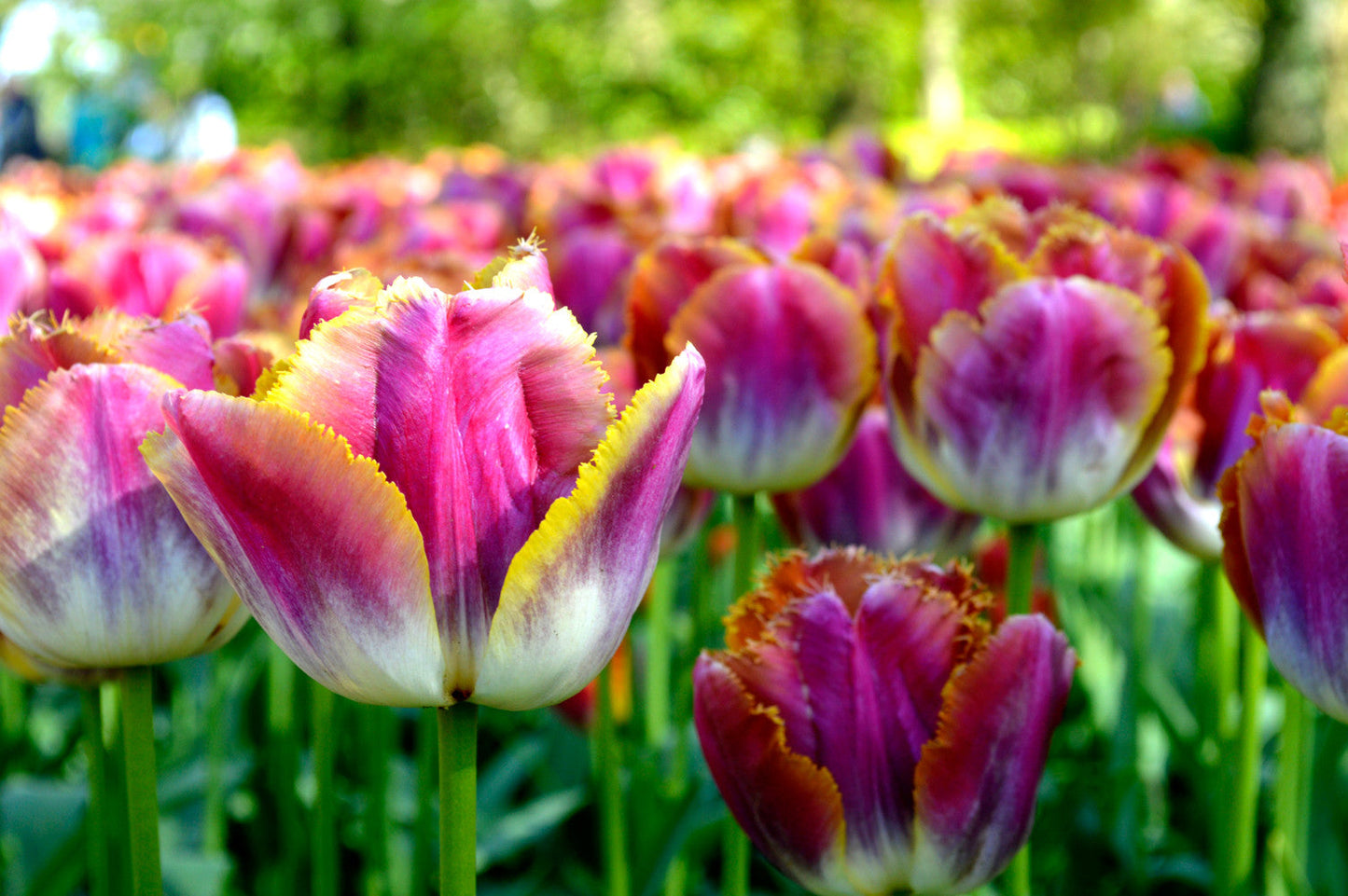 Tulip Bulbs Bulbs Miami Sunset Blooms Species Growing Bonsai Roots Rhizomes Corms Tubers Potted Planting Reblooming Fragrant Garden Flower Seeds Plant