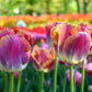 Tulip Bulbs Bulbs Miami Sunset Blooms Species Growing Bonsai Roots Rhizomes Corms Tubers Potted Planting Reblooming Fragrant Garden Flower Seeds Plant