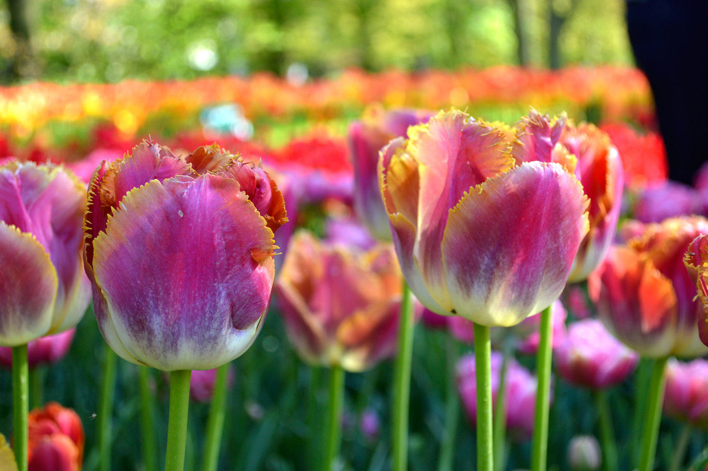 Tulip Bulbs Bulbs Miami Sunset Blooms Species Growing Bonsai Roots Rhizomes Corms Tubers Potted Planting Reblooming Fragrant Garden Flower Seeds Plant