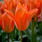 Tulip Bulbs Orange Emperor Blooms Species Growing Bonsai Roots Rhizomes Corms Tubers Potted Planting Reblooming Fragrant Garden Flower Seeds Plant