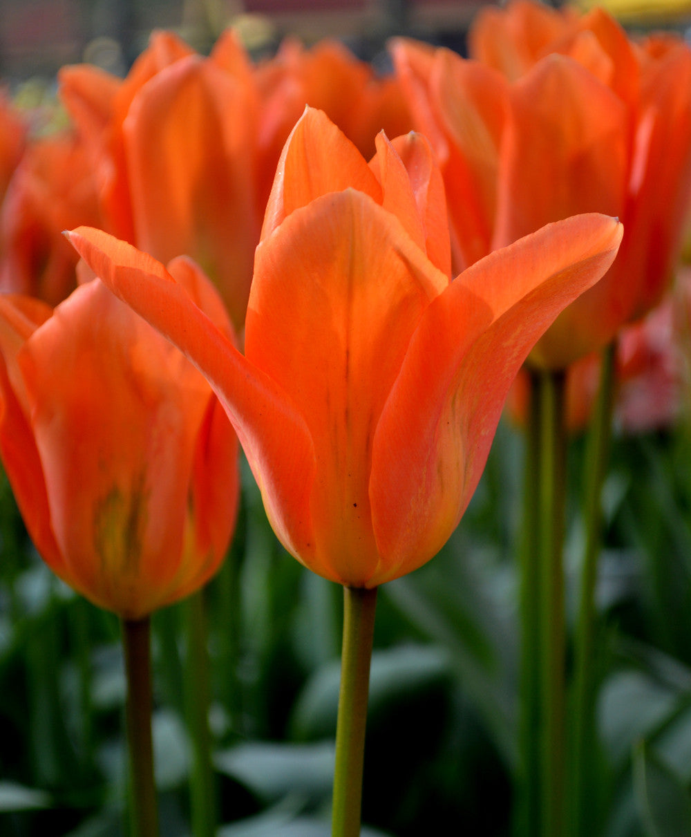 Tulip Bulbs Orange Emperor Blooms Species Growing Bonsai Roots Rhizomes Corms Tubers Potted Planting Reblooming Fragrant Garden Flower Seeds Plant