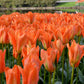 Tulip Bulbs Orange Emperor Blooms Species Growing Bonsai Roots Rhizomes Corms Tubers Potted Planting Reblooming Fragrant Garden Flower Seeds Plant