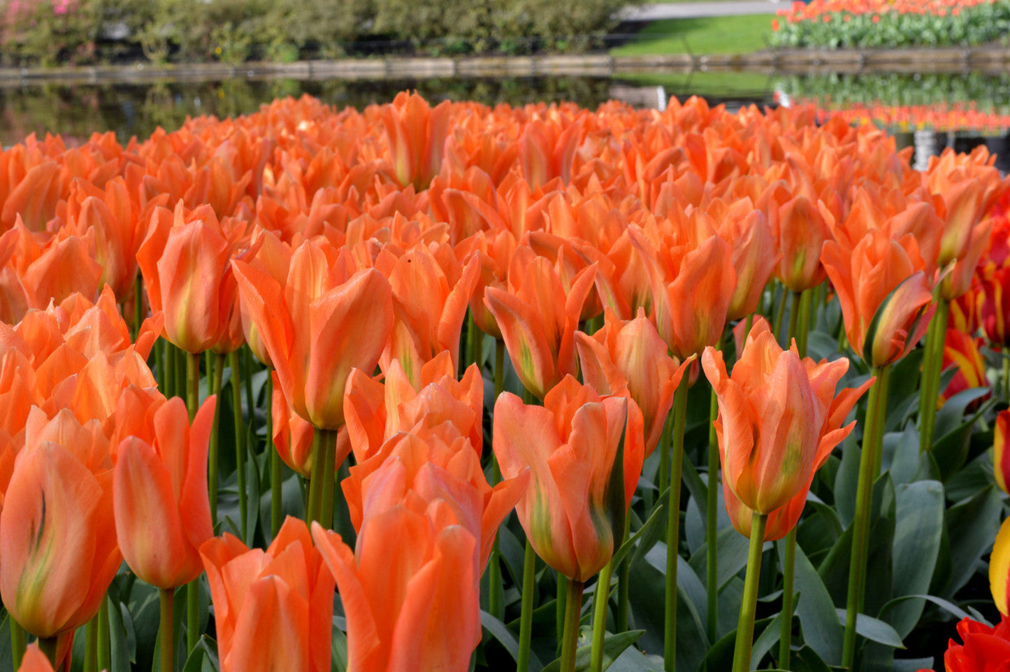 Tulip Bulbs Orange Emperor Blooms Species Growing Bonsai Roots Rhizomes Corms Tubers Potted Planting Reblooming Fragrant Garden Flower Seeds Plant