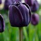 Tulip Bulbs Queen of Night Blooms Species Growing Bonsai Roots Rhizomes Corms Tubers Potted Planting Reblooming Fragrant Garden Flower Seeds Plant