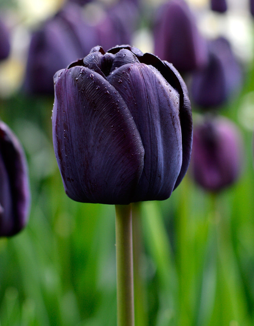 Tulip Bulbs Queen of Night Blooms Species Growing Bonsai Roots Rhizomes Corms Tubers Potted Planting Reblooming Fragrant Garden Flower Seeds Plant