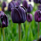 Tulip Bulbs Queen of Night Blooms Species Growing Bonsai Roots Rhizomes Corms Tubers Potted Planting Reblooming Fragrant Garden Flower Seeds Plant