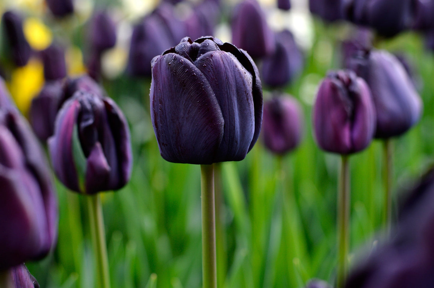Tulip Bulbs Queen of Night Blooms Species Growing Bonsai Roots Rhizomes Corms Tubers Potted Planting Reblooming Fragrant Garden Flower Seeds Plant