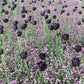 Tulip Bulbs Queen of Night Blooms Species Growing Bonsai Roots Rhizomes Corms Tubers Potted Planting Reblooming Fragrant Garden Flower Seeds Plant