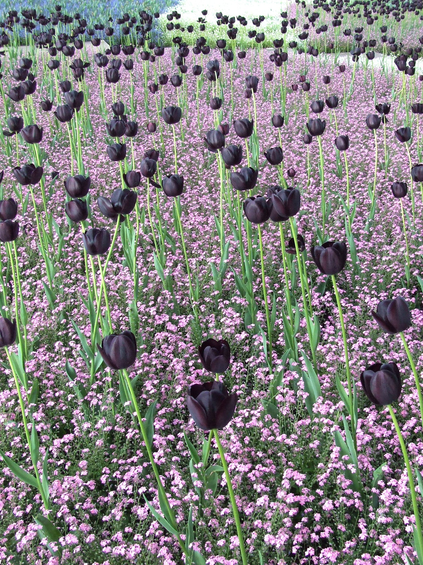 Tulip Bulbs Queen of Night Blooms Species Growing Bonsai Roots Rhizomes Corms Tubers Potted Planting Reblooming Fragrant Garden Flower Seeds Plant