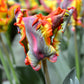 Tulip Bulbs Rainbow Parrot Blooms Species Growing Bonsai Roots Rhizomes Corms Tubers Potted Planting Reblooming Fragrant Garden Flower Seeds Plant